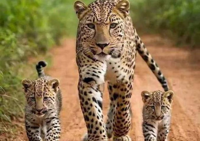Tsavo 1